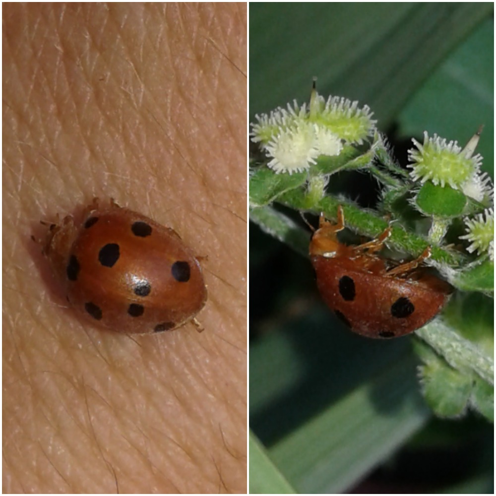 Henosepilachna argus (Coccinellidae)? S.